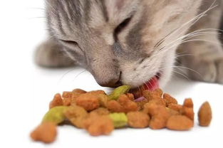 如何诱导猫咪吃猫粮