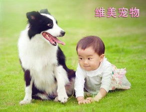 狗狗疫苗前驱虫多久一次