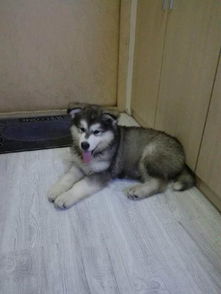 阿拉加斯加犬智商