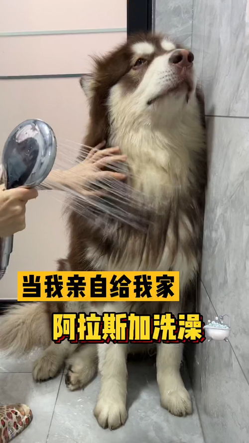 阿拉斯加幼犬多久洗一次澡比较好