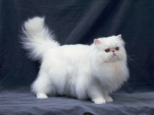 波斯猫去哪里买