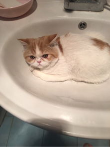 加菲猫的脱毛期