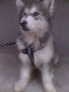 阿拉斯加幼犬生活温度