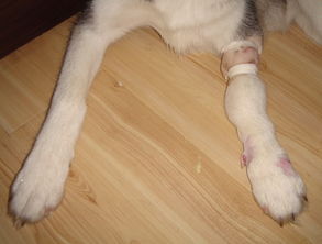 狗前腿关节肿了是扭伤吗
