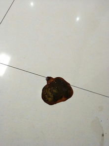 狗狗拉稀 没食欲
