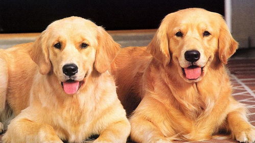 怎么判断金毛犬的年龄