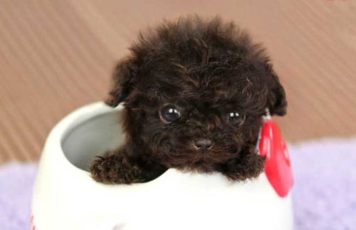 茶杯犬怎样才能养活