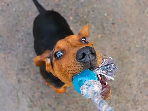 小狗打狂犬疫苗管多长时间