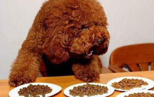泰迪幼犬多少天可以吃狗粮