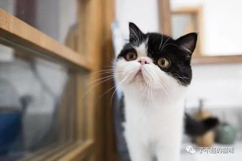 小猫多久可以体内外驱虫