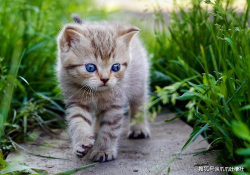 猫养多久才跟人亲近