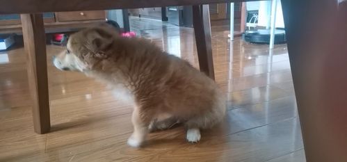 狗狗六个月能长多大