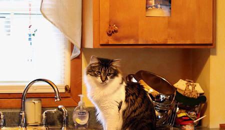 猫精神不振食欲下降