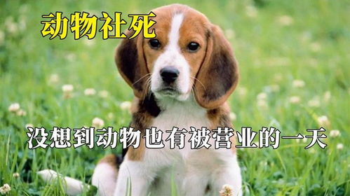狗狗配多久才能发现怀孕