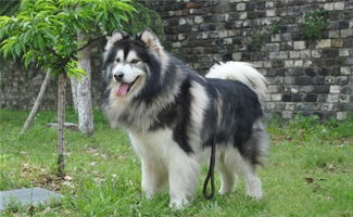 阿拉斯加犬怂不怂