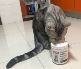 产后猫咪吃什么补充营养