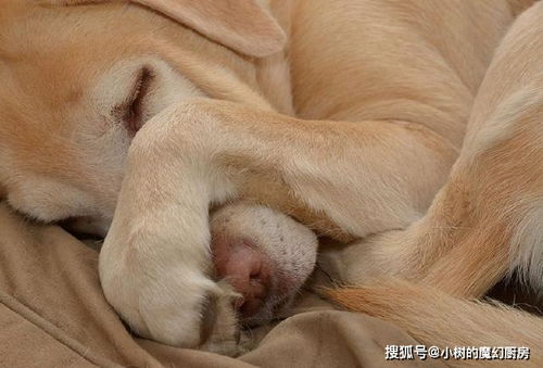 狗狗受精要多久