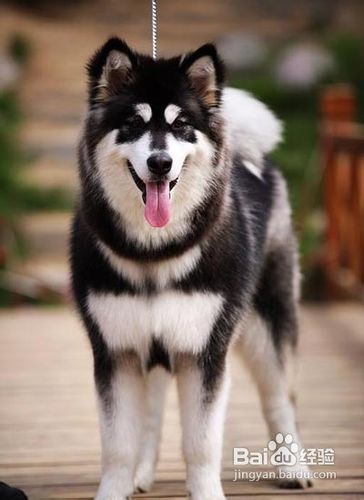 阿拉斯加幼犬喝水多少