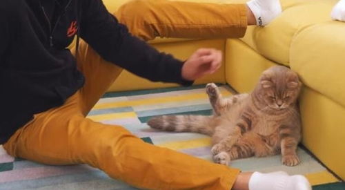 主人有脚气猫咪会怎么样