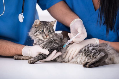 猫一定要去打疫苗吗