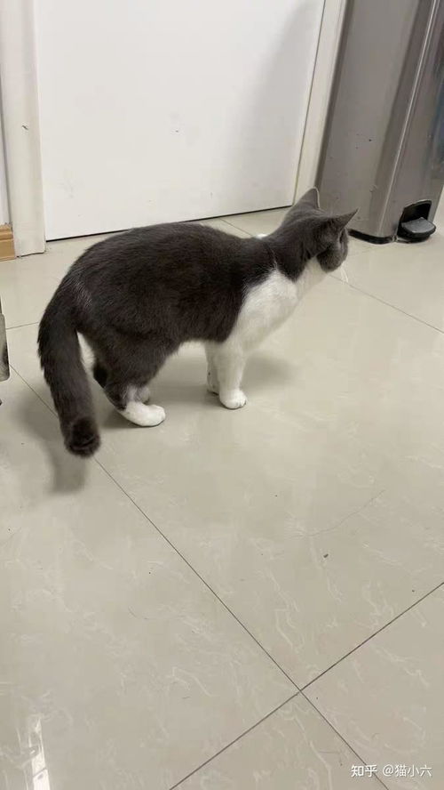 老猫粮适合几岁的猫