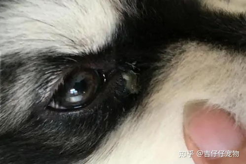 狗有眼屎是怎么了