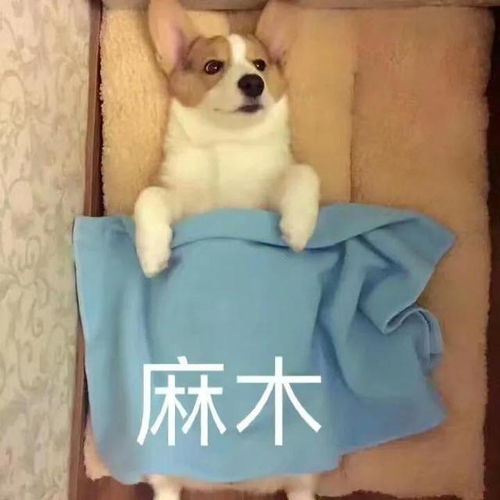 狗狗多久认主能记一辈子
