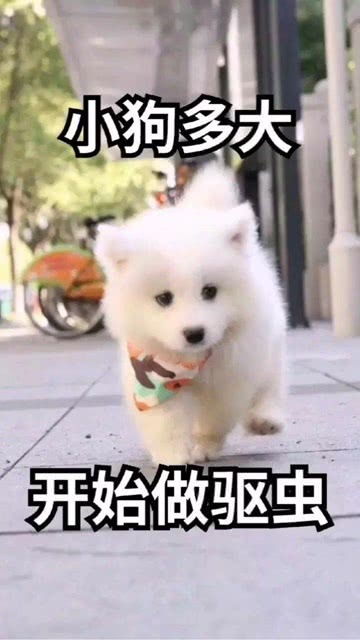 狗仔多大驱虫
