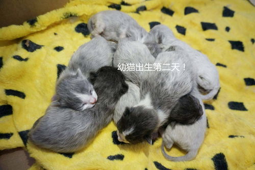 母猫产后多久会再怀孕