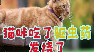 猫打虫药什么时候吃合适