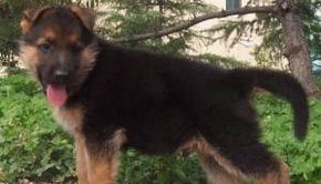 沈阳德国牧羊犬舍