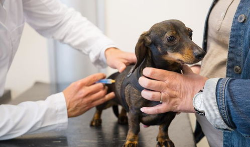 狗每年狂犬疫苗多少钱