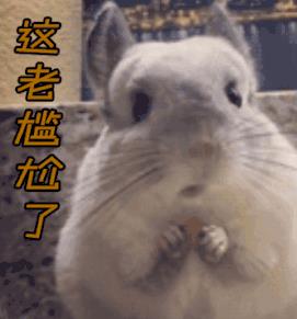 龙猫便便怎么样才是正常的