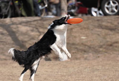 边牧犬每天要运动多久