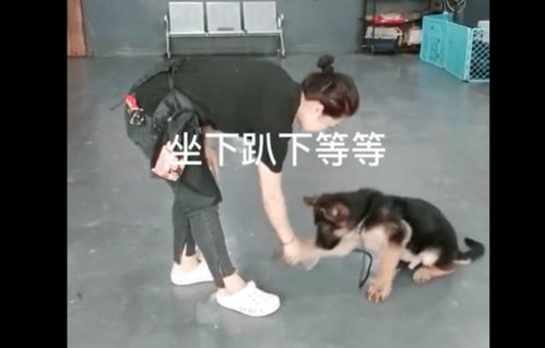 佛山哪有训练狗的学校