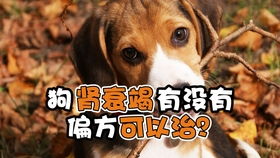 狗狗驱虫多久不能吃东西