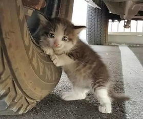 小猫多久会变大