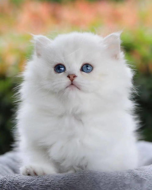 繁育猫粮好么
