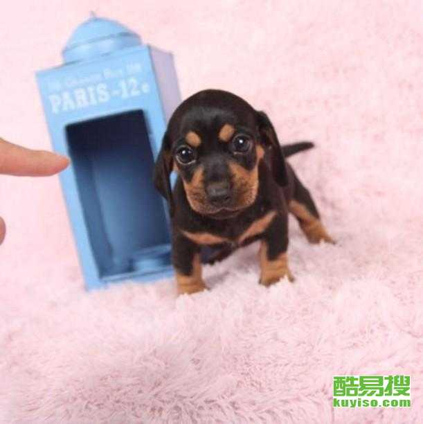 腊肠犬哪里买