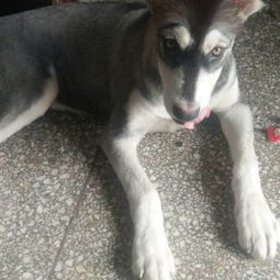 阿拉斯加犬毛剃了要长多久
