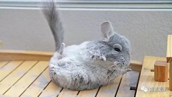 龙猫多久可以抱