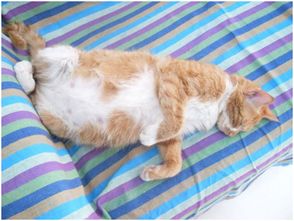 猫咪怀孕体重增长多少