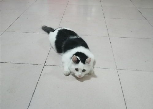 6个月猫体重