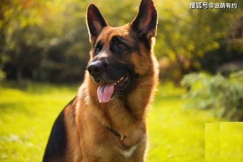 东德牧羊犬和西德哪个大