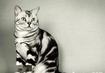 银虎斑猫寿命