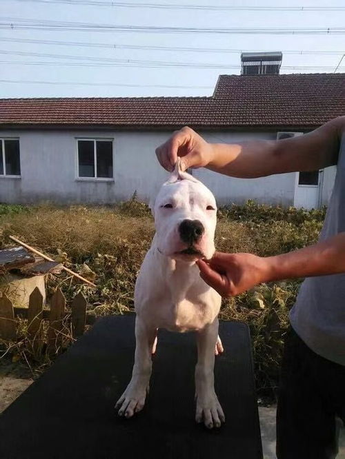 杜高犬俱乐部
