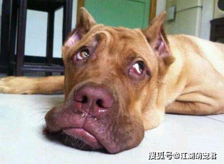 狗狗犬瘟会厌食吗