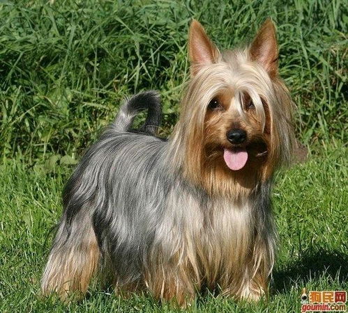 梗毛犬有哪些特点