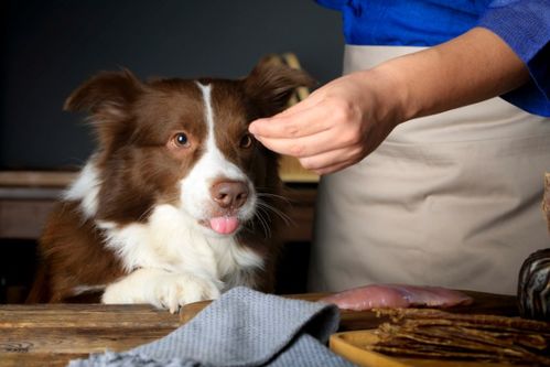 母犬产后不爱吃东西