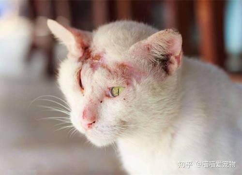 猫可以给人传染皮肤病有哪些